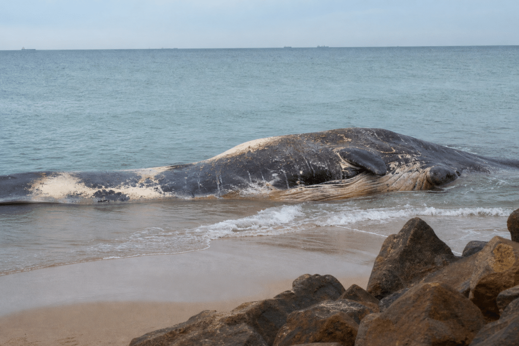 Whale Carcass Prompts Shark Warnings at City Beach