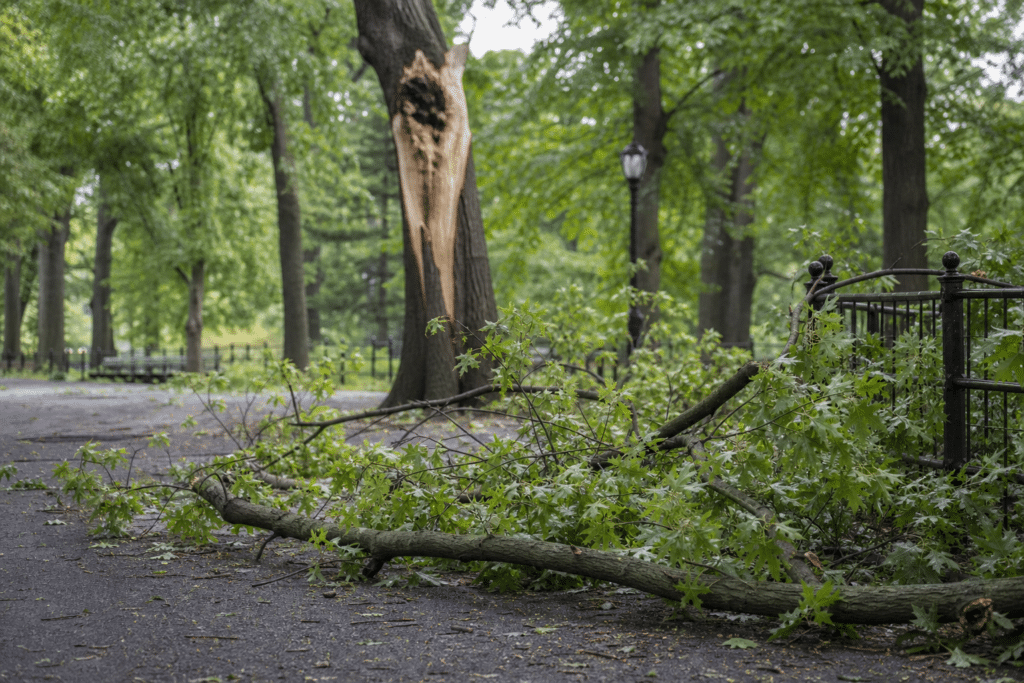 Coroner Finds Falling Branch Death Could Have Been Prevented