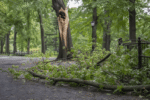 Coroner Finds Falling Branch Death Could Have Been Prevented