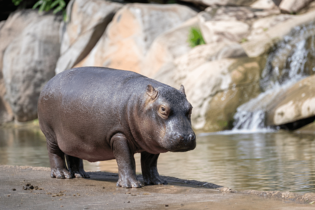Mary Returns to Gold Coast Wildlife Park Display