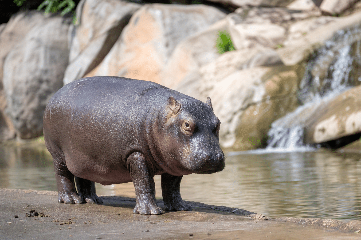 Mary Returns to Gold Coast Wildlife Park Display