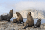 Four Sea Lions Test Positive for H5 on Pages Islands