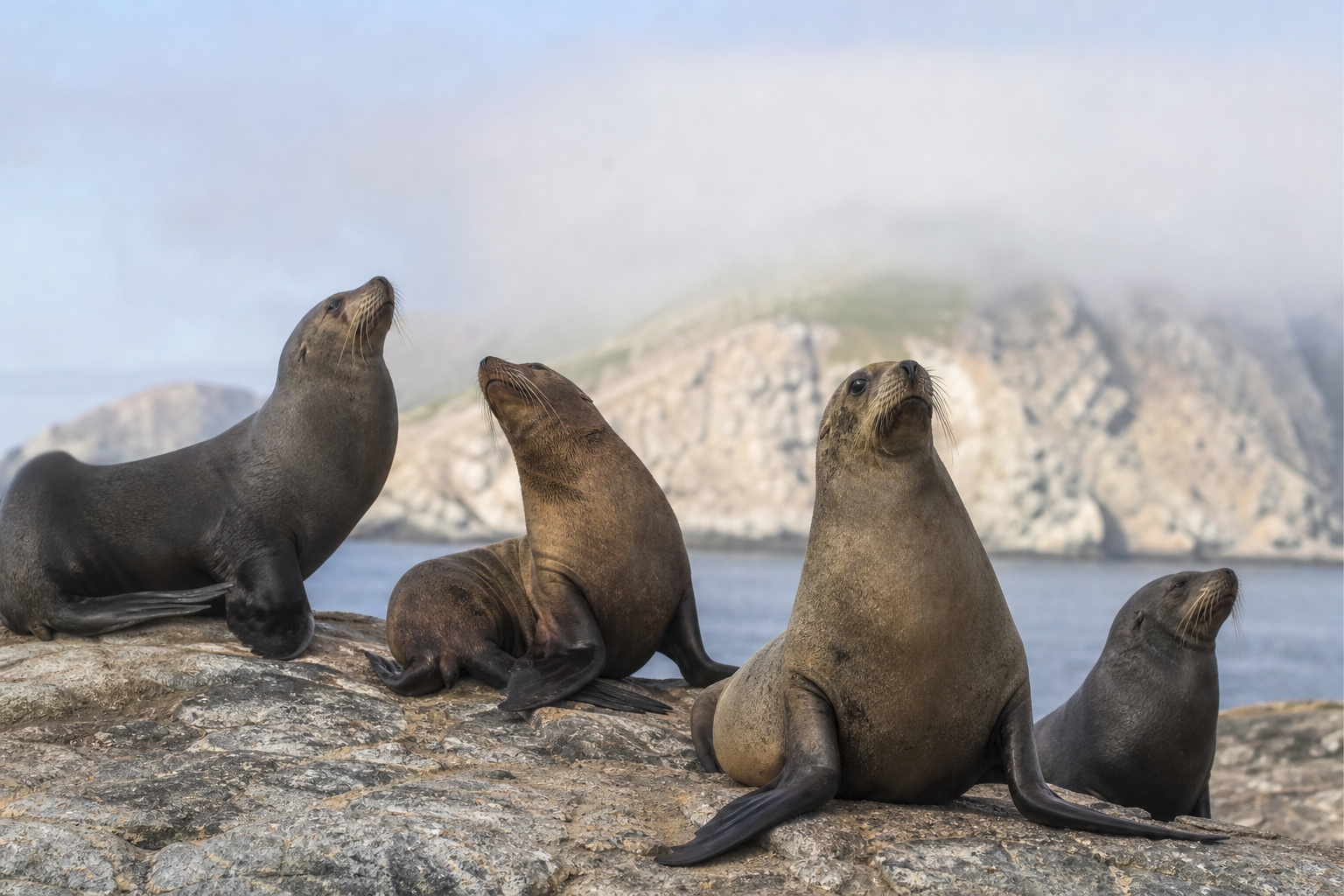 Four Sea Lions Test Positive for H5 on Pages Islands