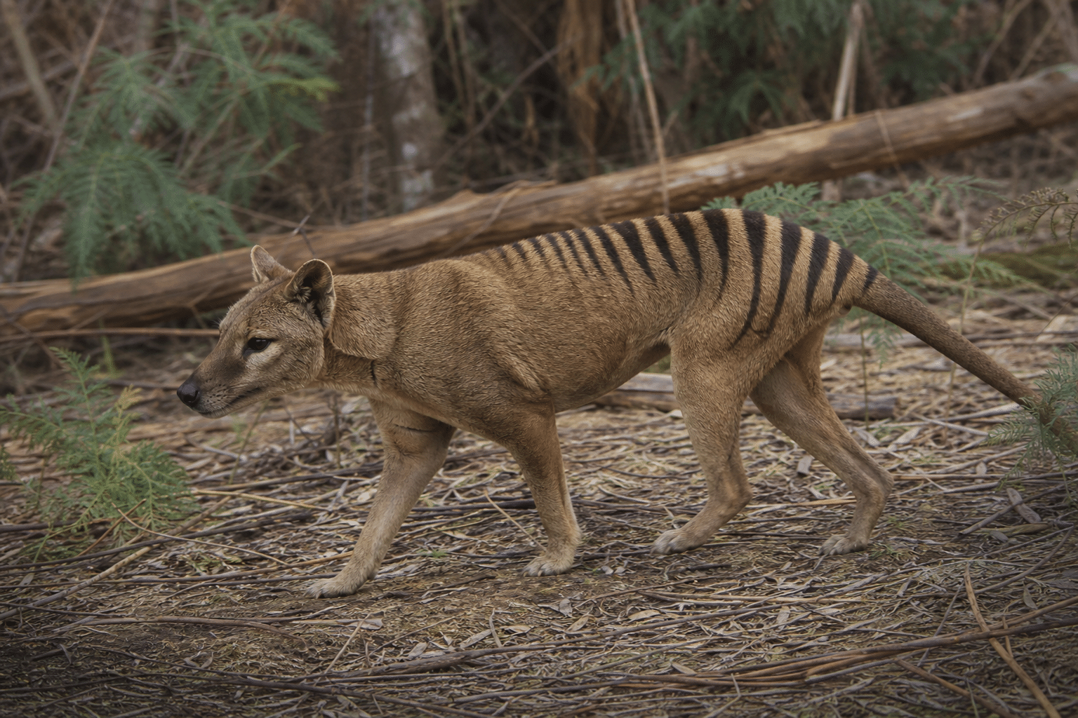 Study Recasts Tasmanian Tiger’s Hunting Behaviour
