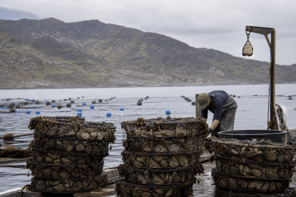 Augusta Abalone Ranch Winds Down After Export Price Fall
