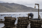 Augusta Abalone Ranch Winds Down After Export Price Fall
