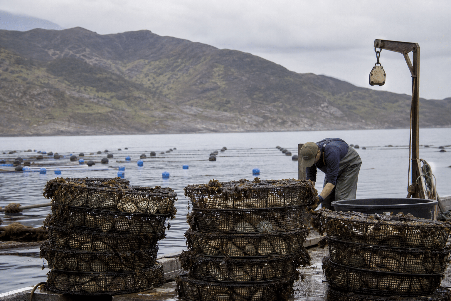 Augusta Abalone Ranch Winds Down After Export Price Fall