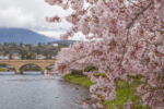 Tasmania’s Cherry Blossoms Trace Back to Buckwheat