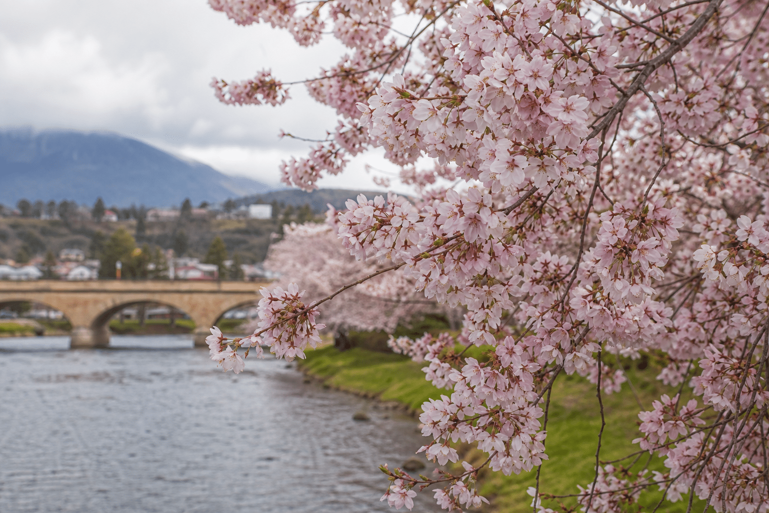 Tasmania’s Cherry Blossoms Trace Back to Buckwheat