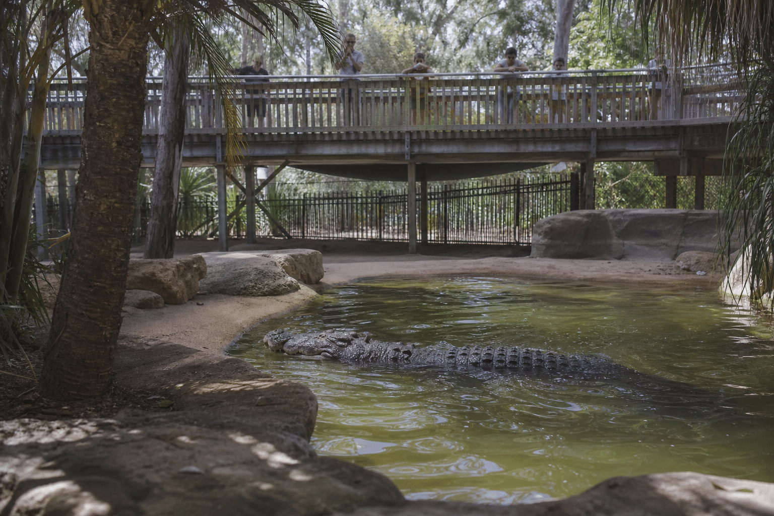 Teenagers Charged Over Alleged Perth Zoo Crocodile Attack