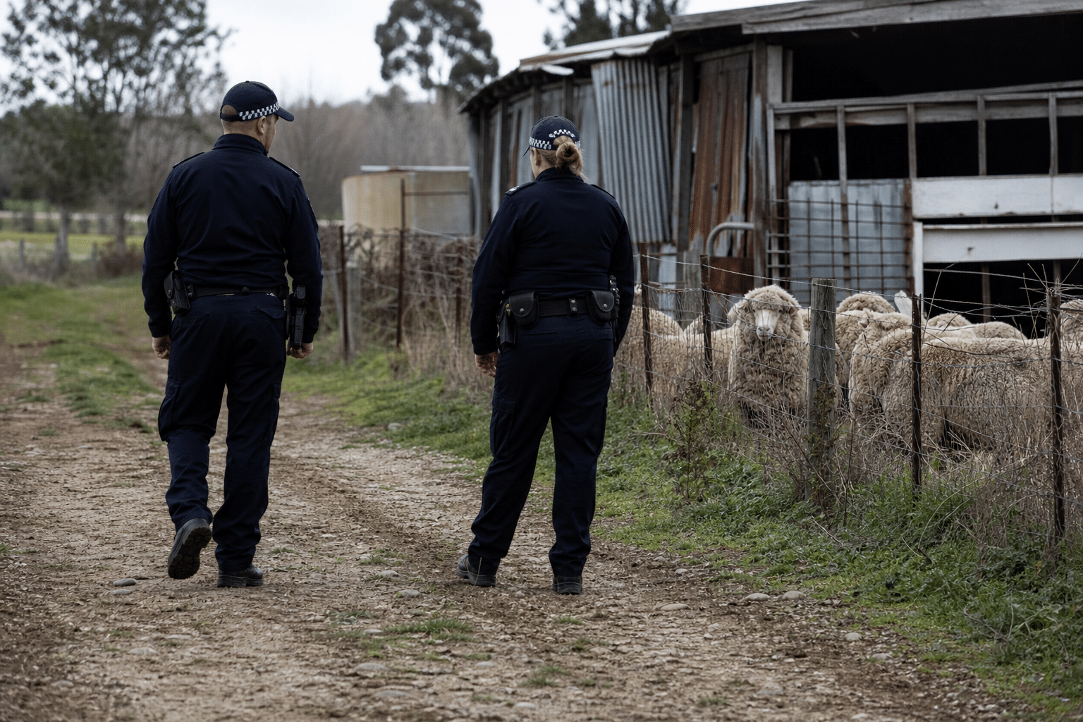 Police investigate alleged sheep cruelty at Canberra property