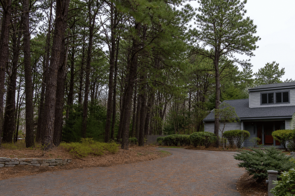 Melville Resident Plans Pine Removal Before Tree Policy