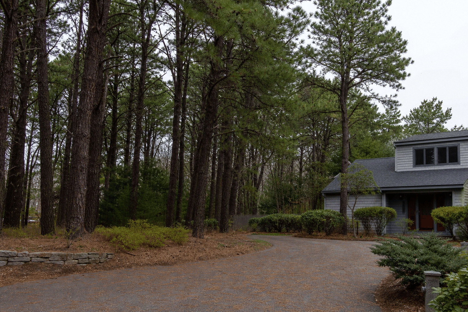 Melville Resident Plans Pine Removal Before Tree Policy