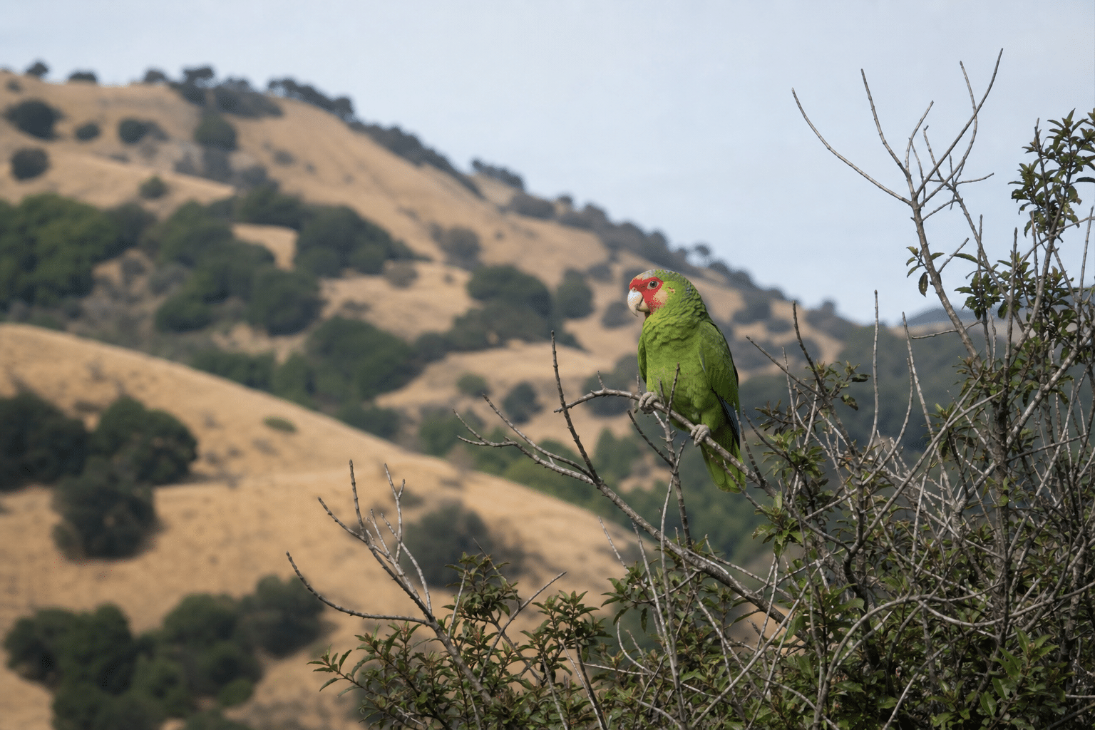 Concord Residents Seek Parrot Habitat Rezoning Change