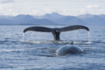 Whale census finds longer breeding intervals