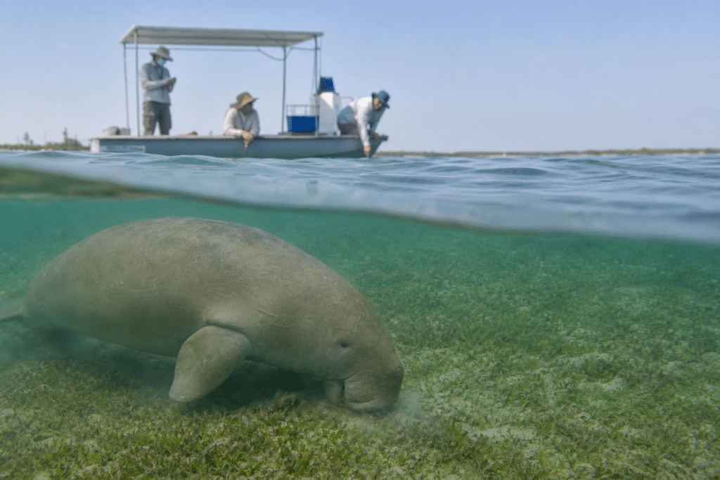 Dugong decline spurs Gulf research and protection calls