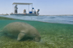 Dugong decline spurs Gulf research and protection calls
