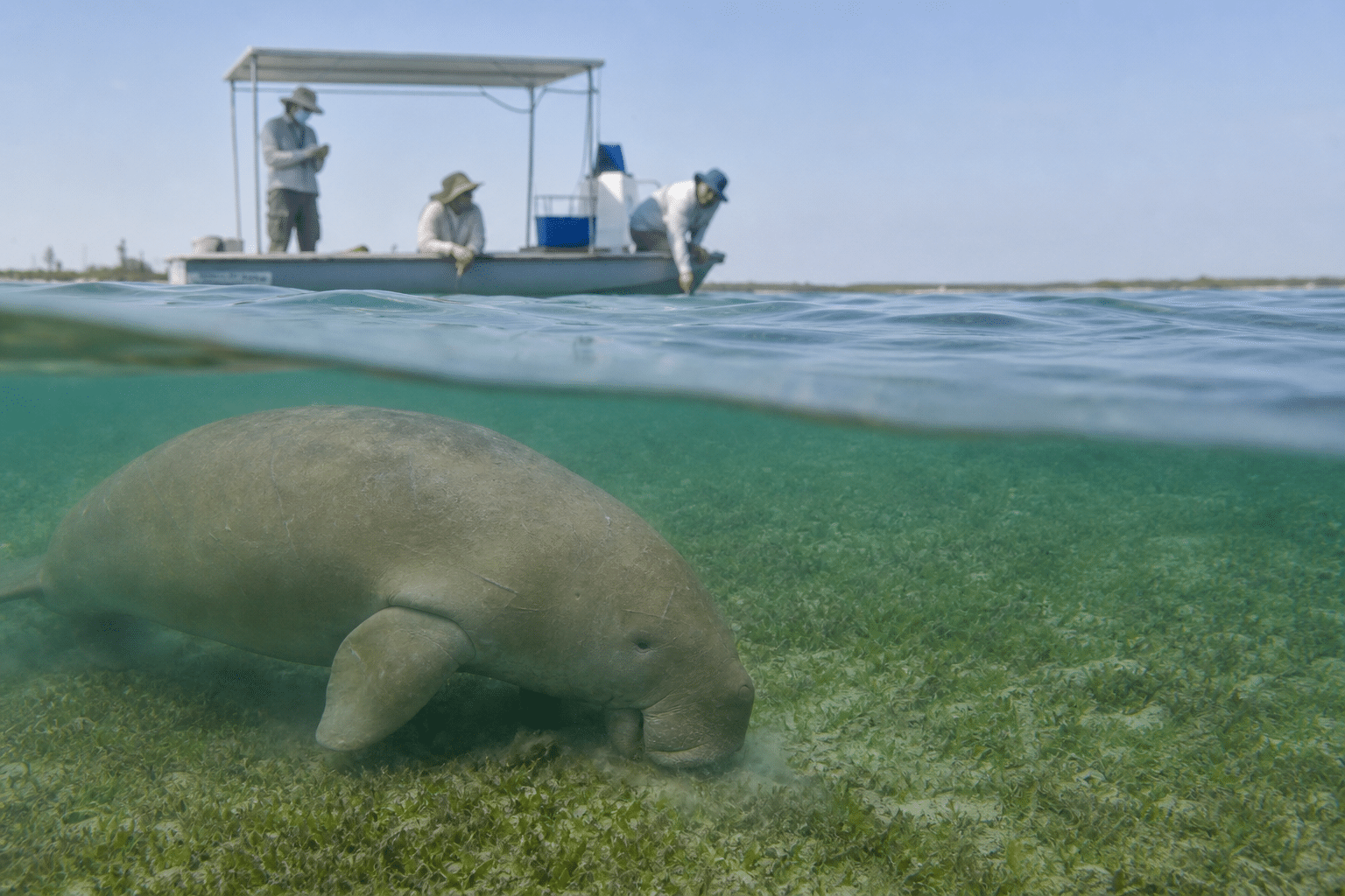 Dugong decline spurs Gulf research and protection calls