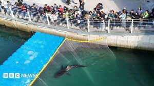 Bukangi Returns to Busan Canal After Rescue Attempt