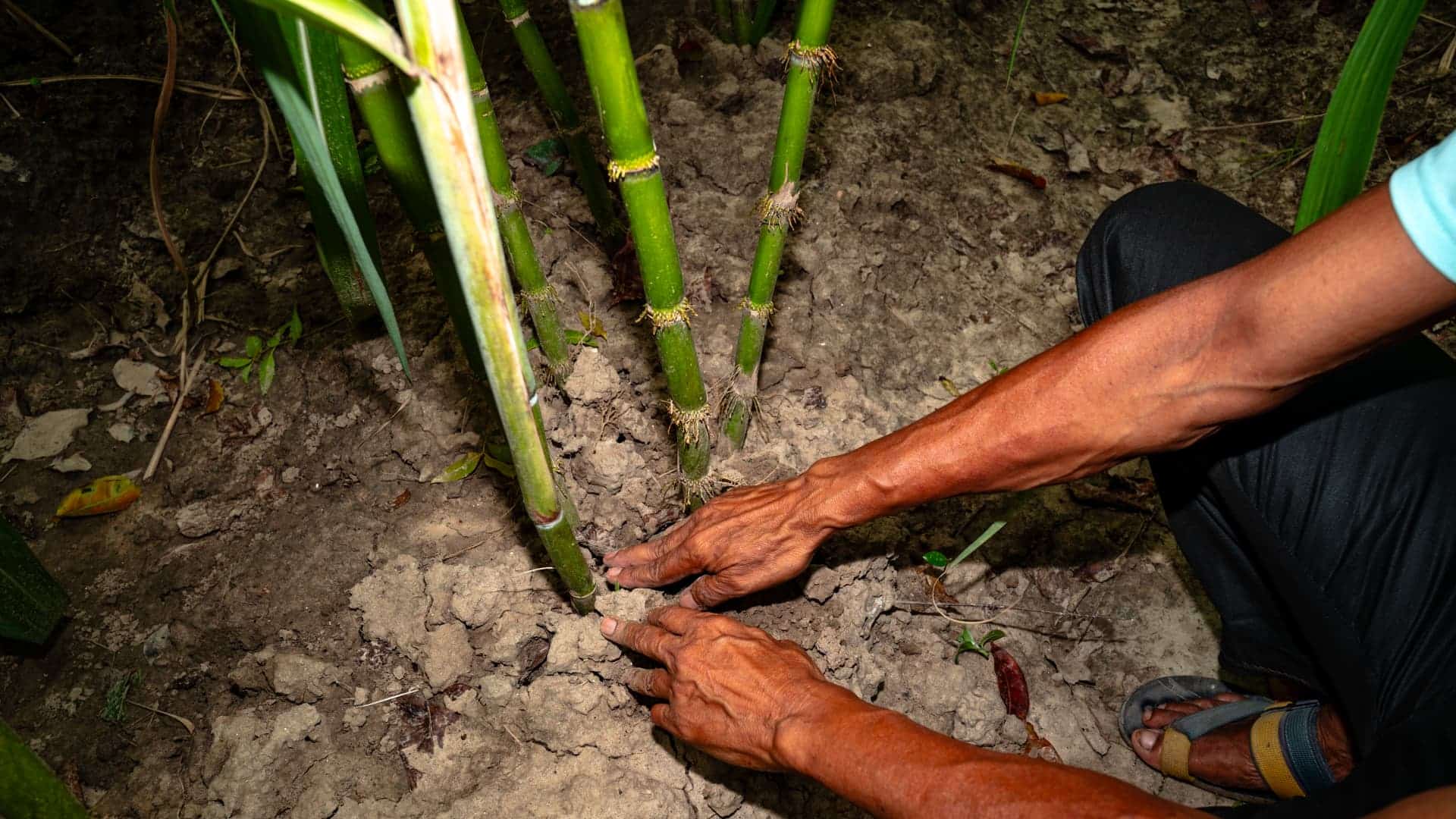 El Niño Threatens India’s Food Supply and Rural Economy
