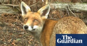 Draft Plan Targets Fox Threat to Australian Wildlife