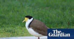 Tasmanian Plover Nests on Cricket Ground