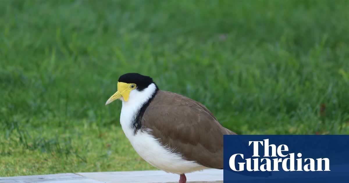 Tasmanian Plover Nests on Cricket Ground