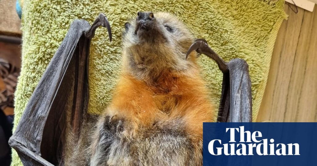 Flying Foxes Face Starvation in NSW and Victoria