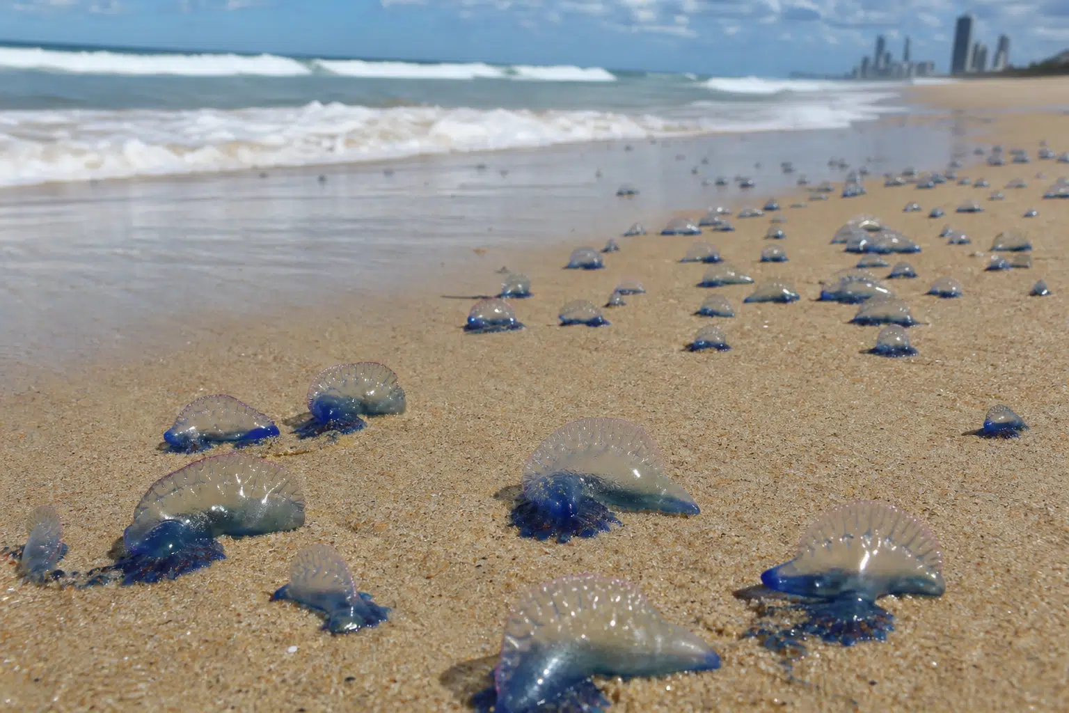Large Bluebottles Wash Ashore on Gold Coast
