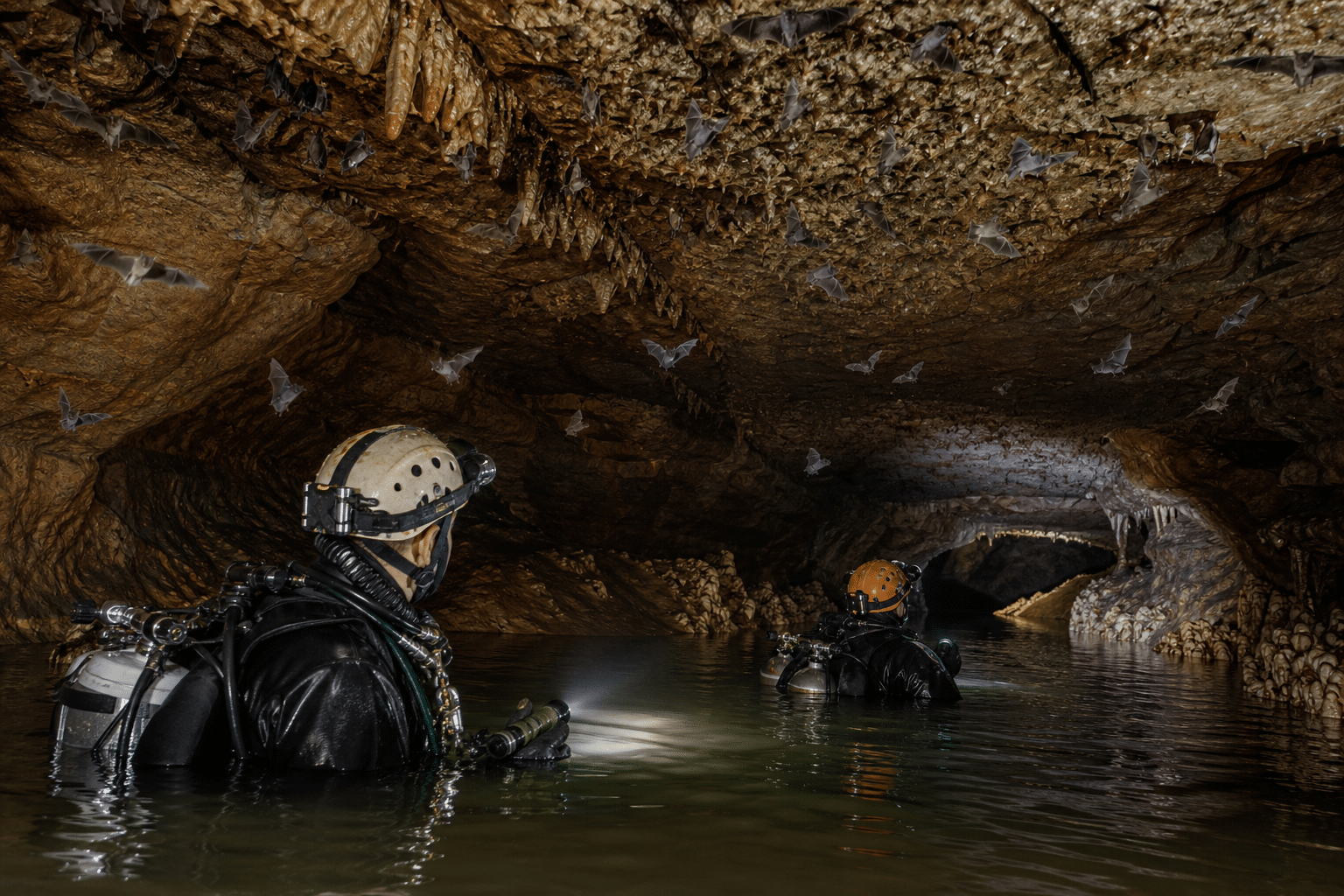 Cave divers trace ghost bats after Queensland floods