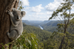 NSW Establishes Great Koala National Park