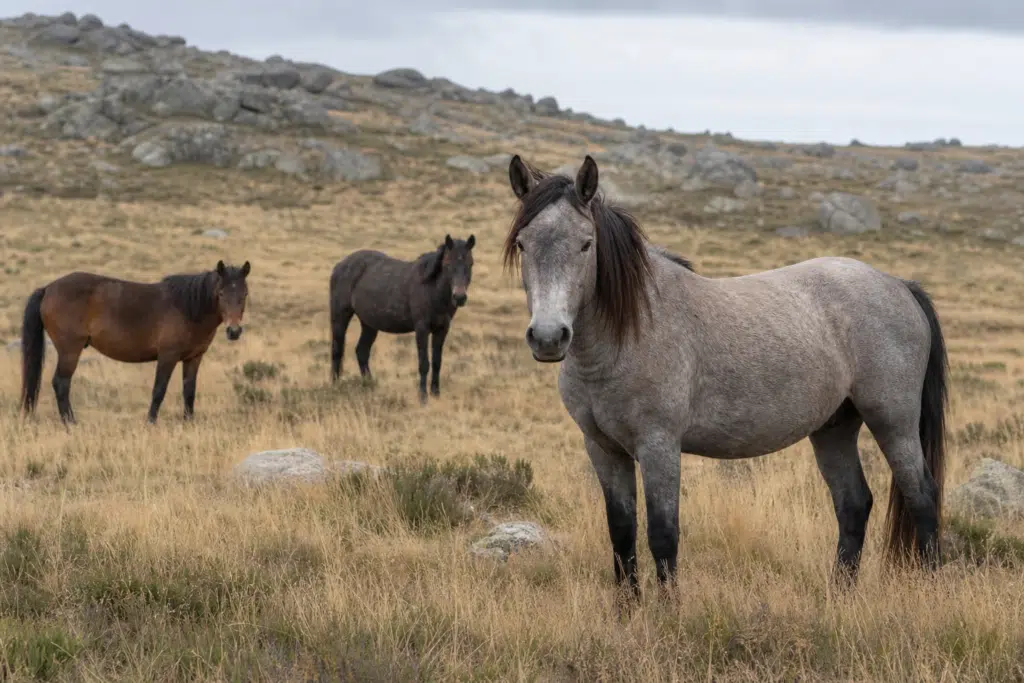 Court Challenge Targets Brumby Trapping in Kosciuszko