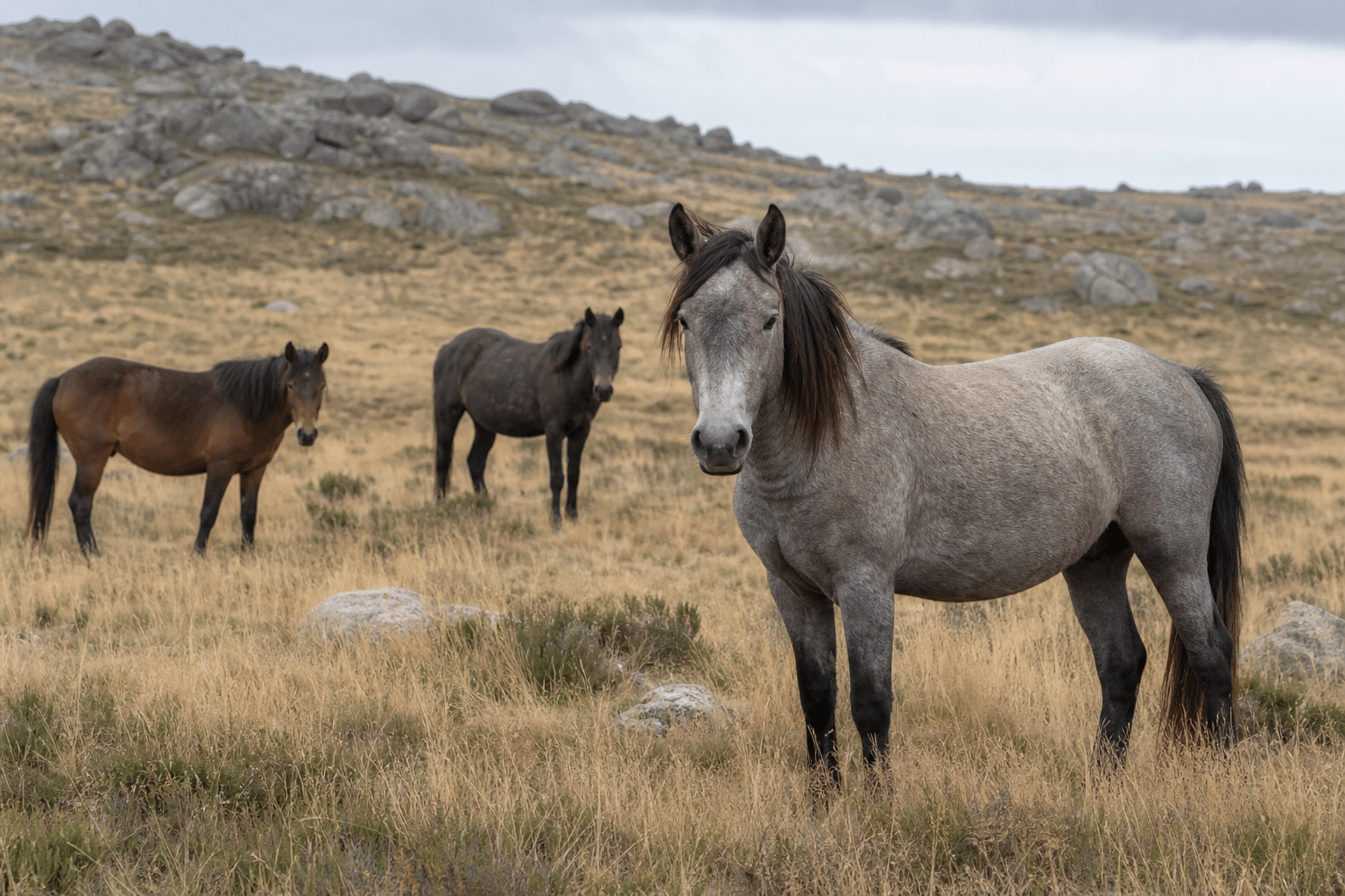 Court Challenge Targets Brumby Trapping in Kosciuszko