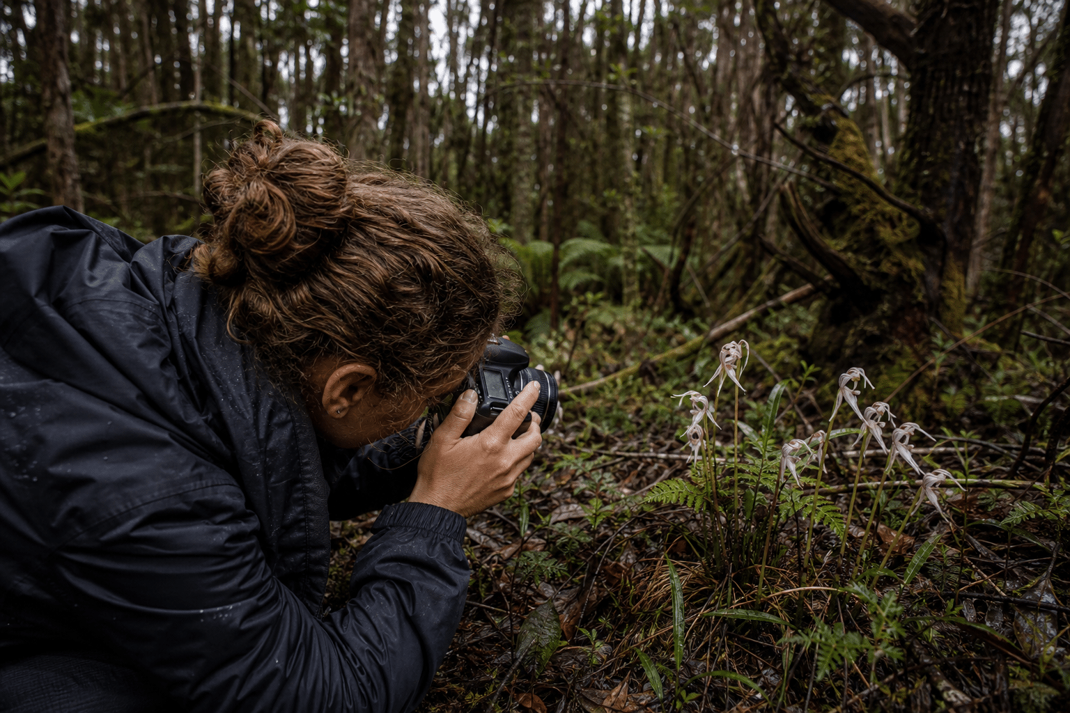 Tasmanian Orchid Conservationists Guide Photographers