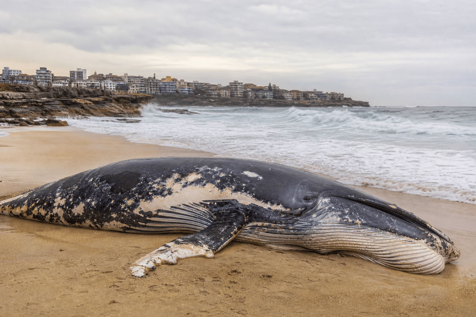 Sydney Beaches Close After Whale Carcass Washes Up