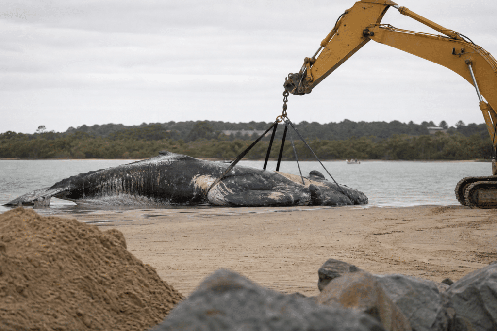 Whale carcass removal prompts Clarence River shark warning