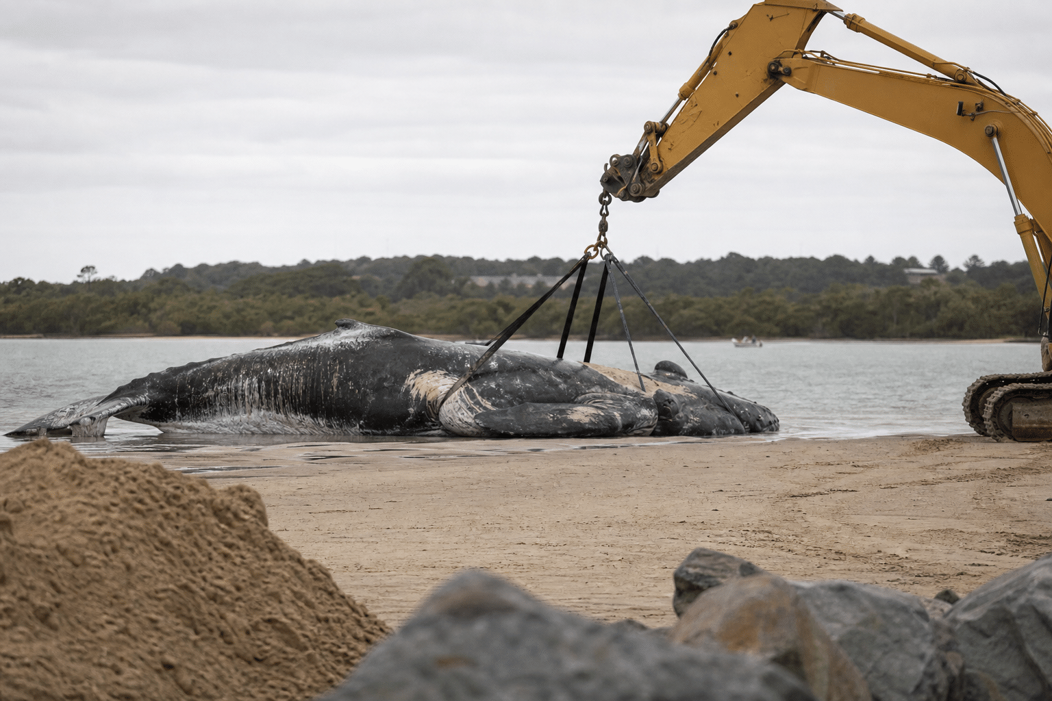 Whale carcass removal prompts Clarence River shark warning