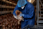 Chickens euthanased during NSW egg farm investigation