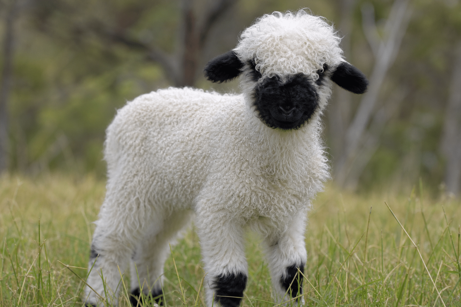 Rare Valais Blacknose Lamb Missing in Adelaide Hills