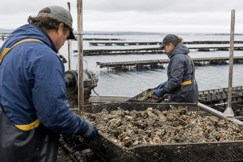 South Australian Oyster Farmers Navigate Bloom Recovery