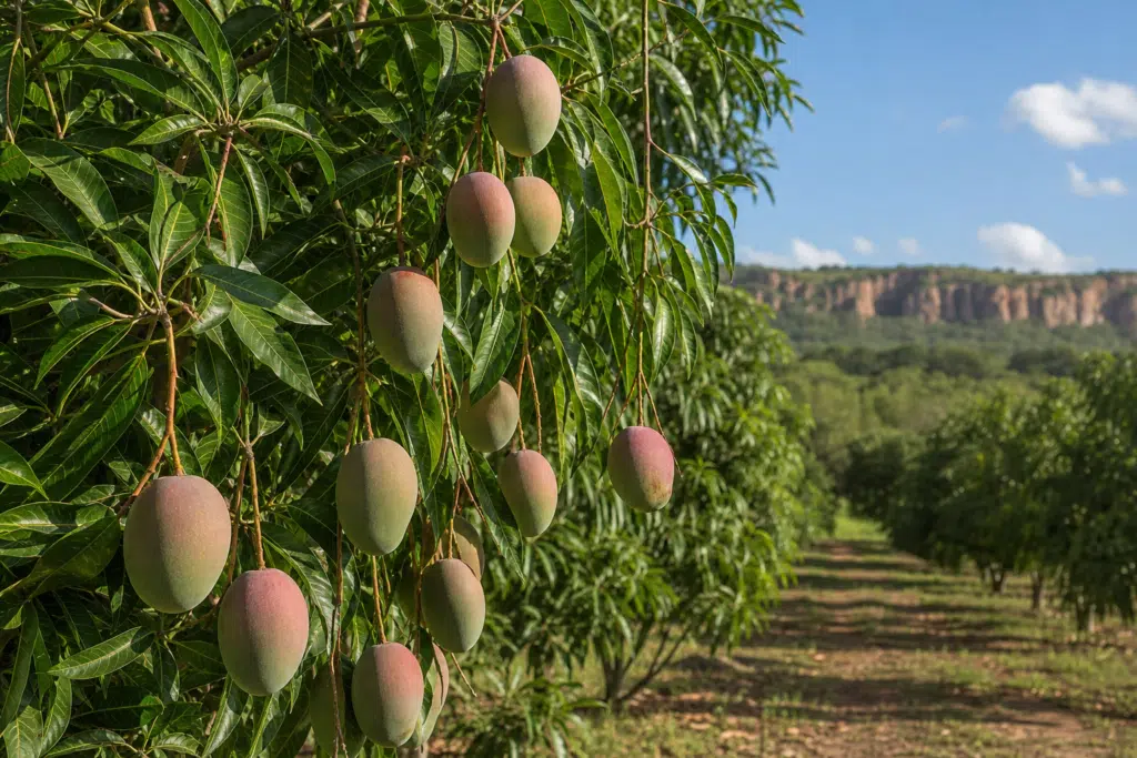 NT Mango Forecast Falls as Katherine Leads