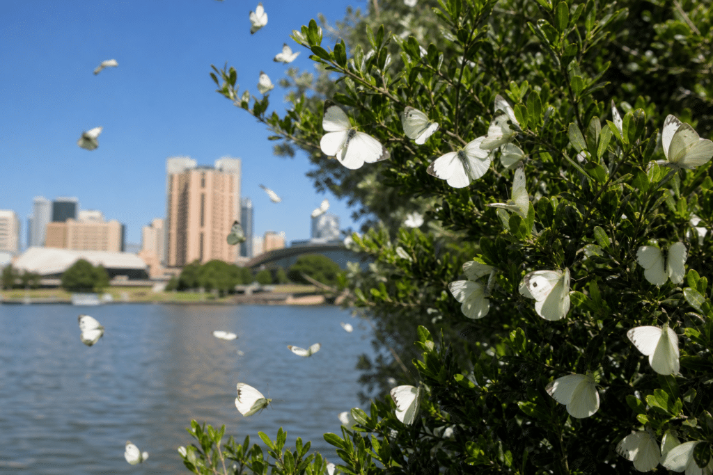 Caper white butterflies arrive in Adelaide