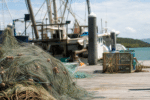 Gillnet Ban Raises Fears for North Queensland Seafood Businesses