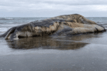 Whalefall Raises Questions About Whale Biology
