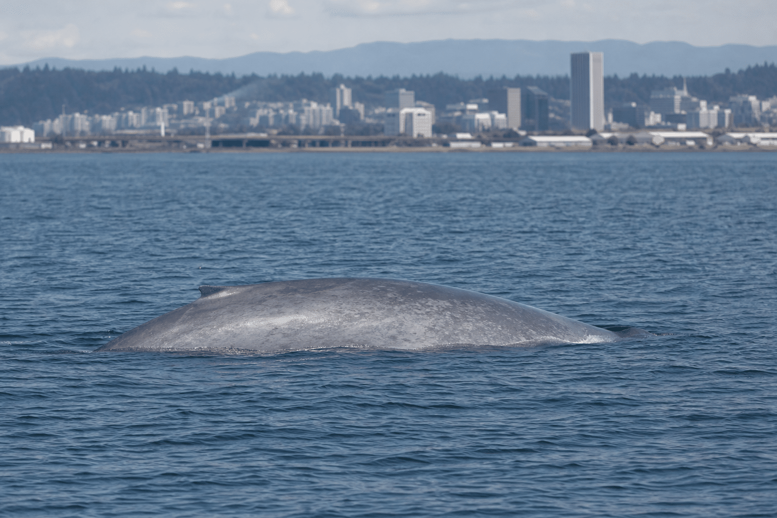 Pygmy Blue Whale Sightings Fall Near Portland