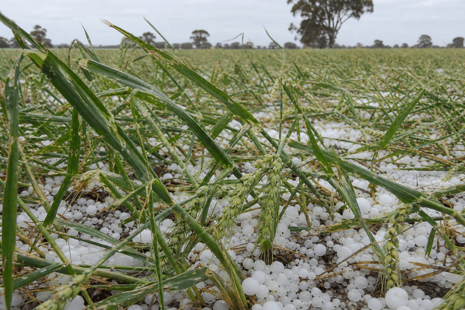 Hail damages South Australian crops before expected bumper harvest