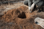 Clay burrows tested for Canberra’s rare earless dragons