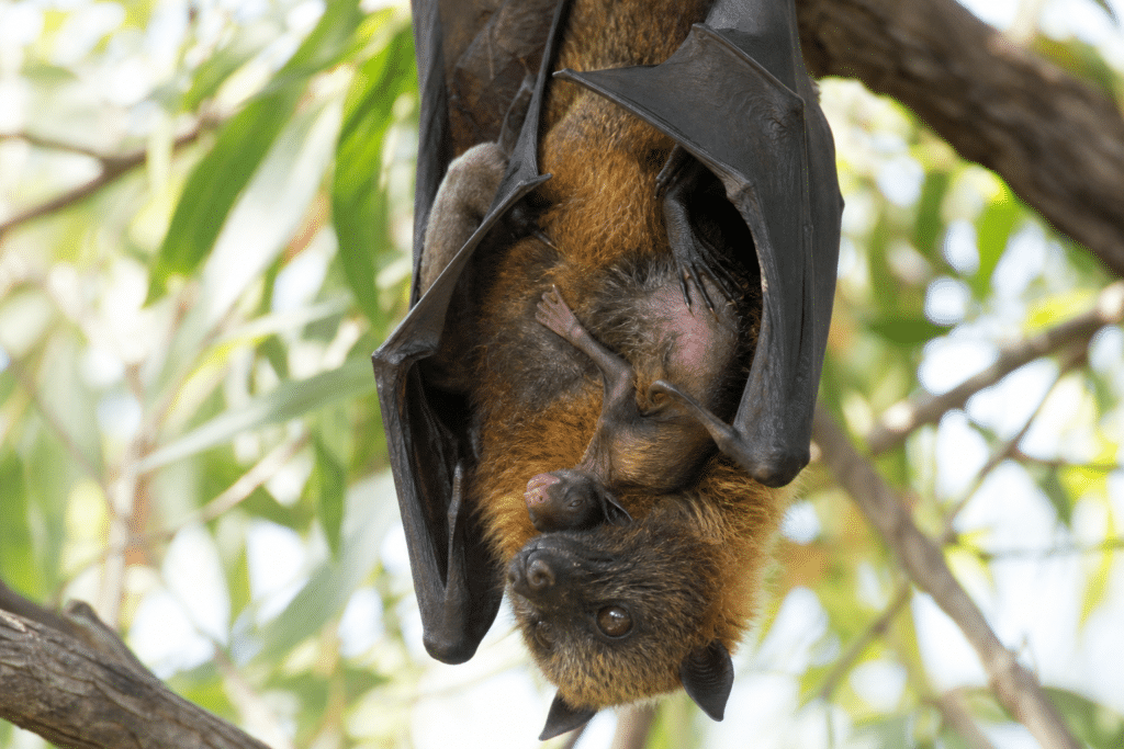 Premature Flying Fox Births Surge Across NSW