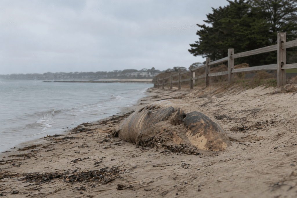 Sorrento Beach Closed After More Whale Remains Found