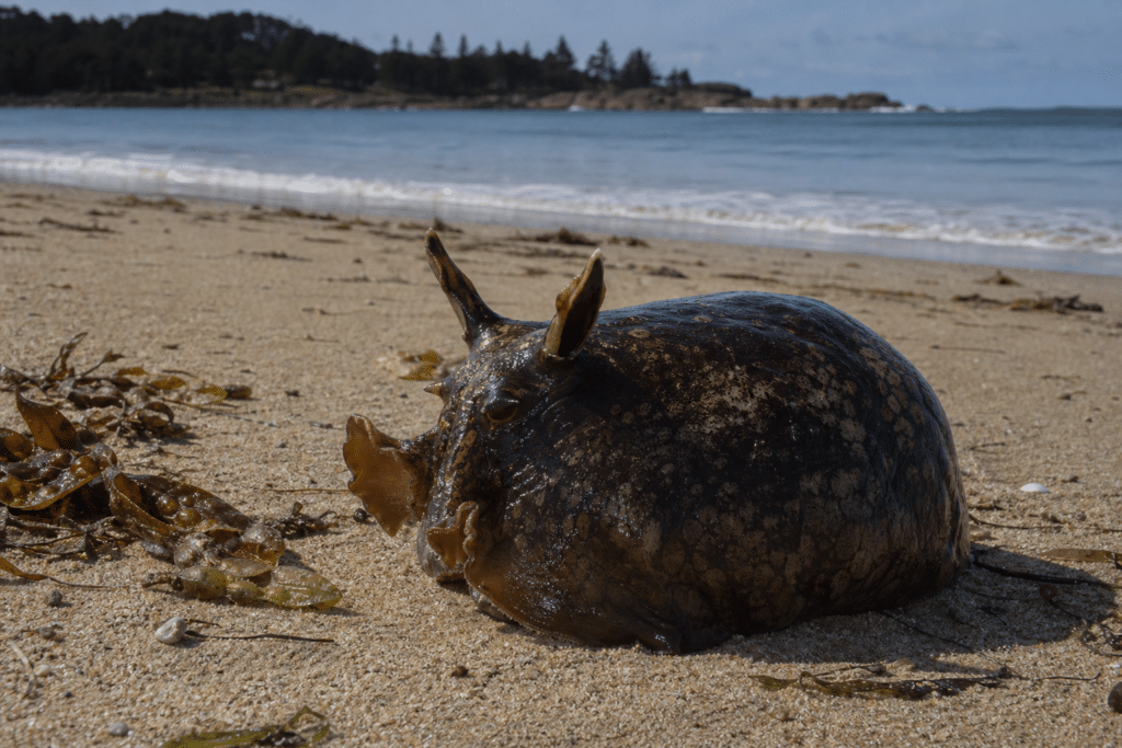 Sea Hares Prompt Pet Warning at Eden Beach